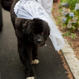 wedding on a beach in Maine